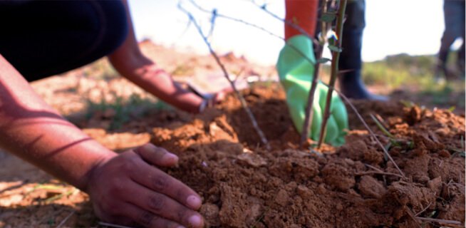 Planting 1000 Trees To Combat Climate Change on World Day